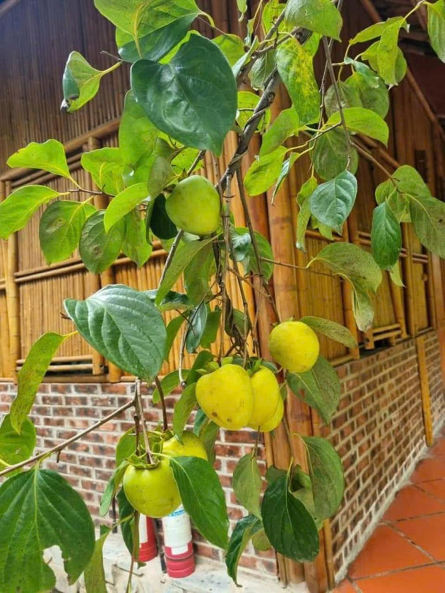 Hoalu Backpacker Homestay Ninh Binh Dış mekan fotoğraf